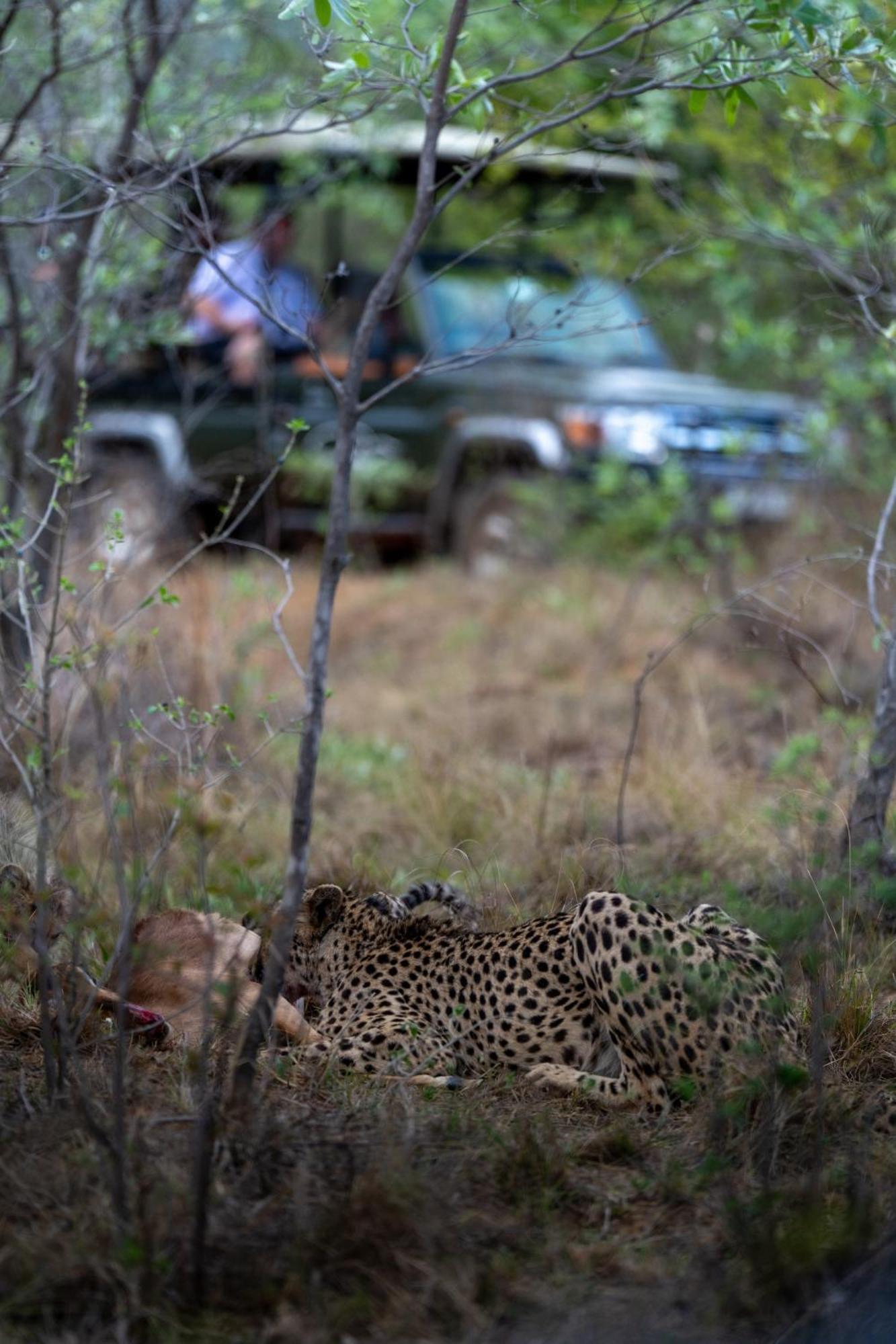 Sediba Luxury Safari Lodge Welgevonden Ngoại thất bức ảnh