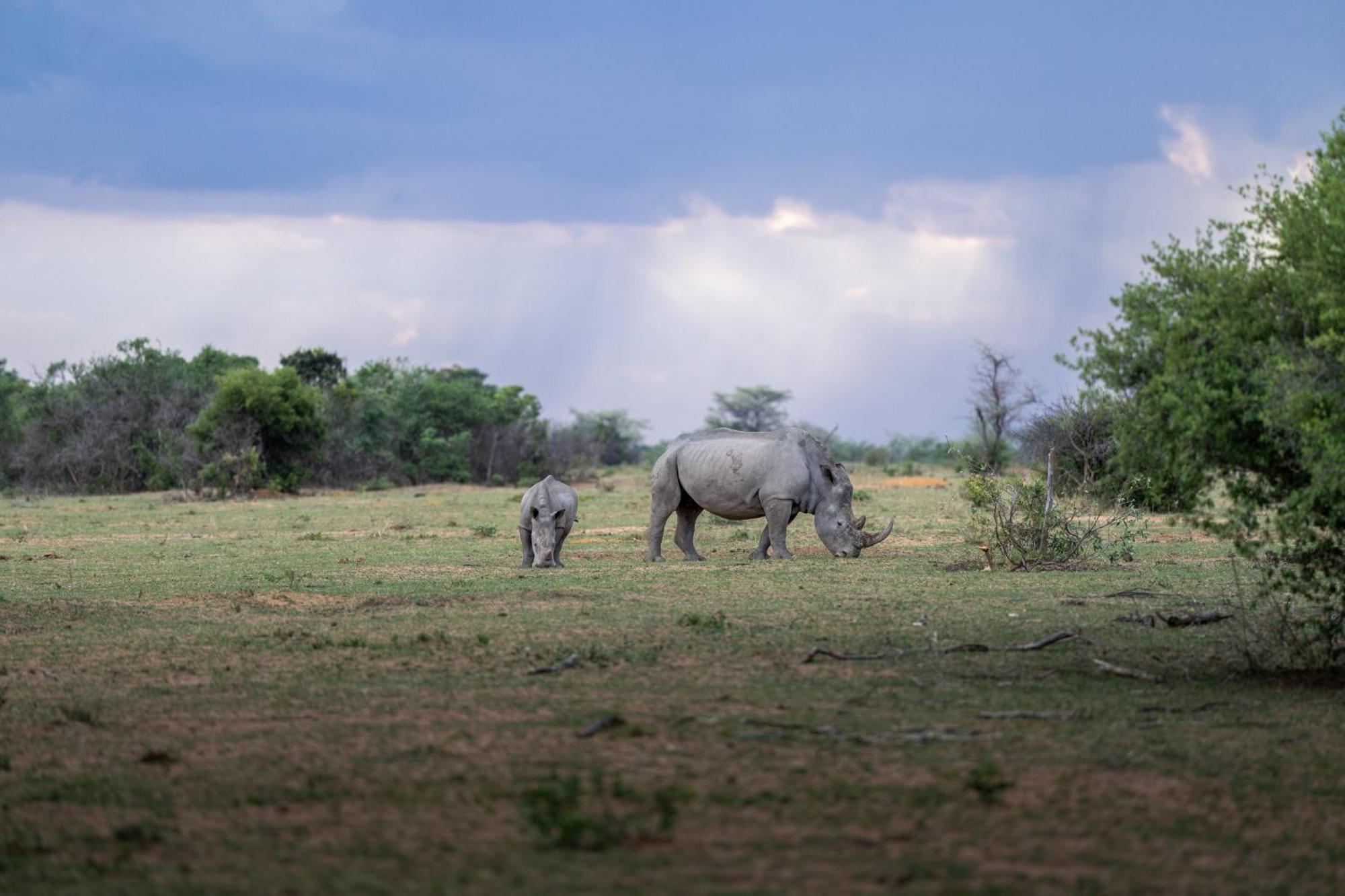 Sediba Luxury Safari Lodge Welgevonden Ngoại thất bức ảnh