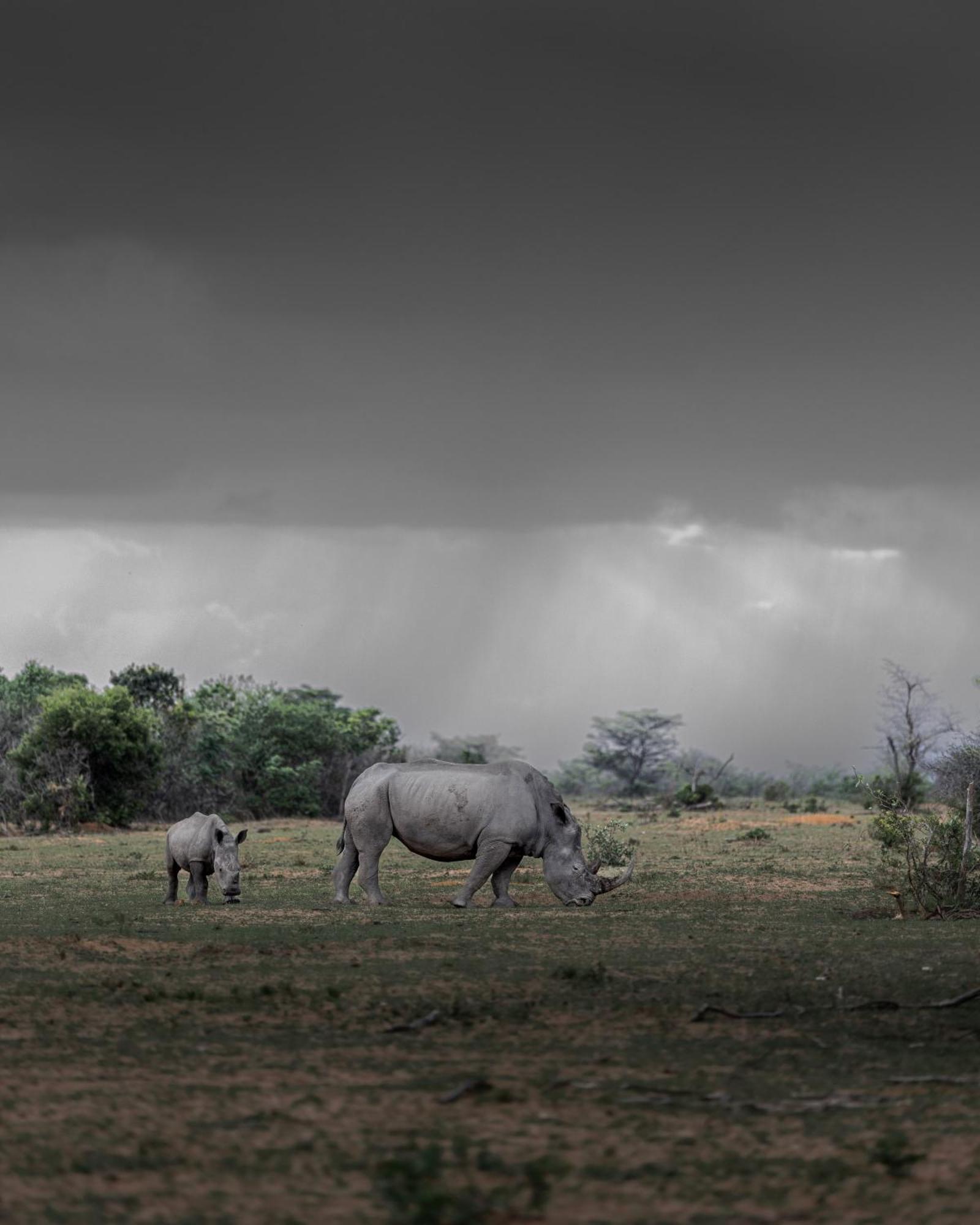 Sediba Luxury Safari Lodge Welgevonden Ngoại thất bức ảnh