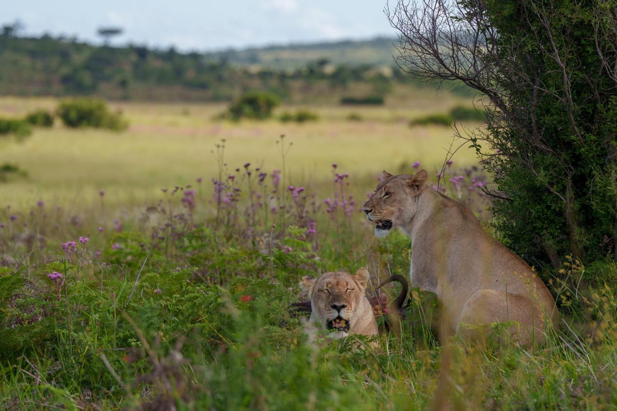 Sediba Luxury Safari Lodge Welgevonden Ngoại thất bức ảnh